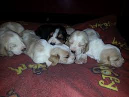 The basset is a scent hound that was originally bred for the purpose of hunting hare. Lemon White Tri Coloured Basset Hound Puppies Weston Super Mare Somerset Pets4homes
