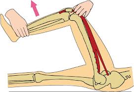 Image result for Motor Exam