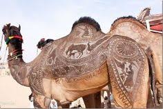 Camels with humps (fat) on their back could store extra energy not water as is the common misconception. Camels Shaved In Patterns Or Painted