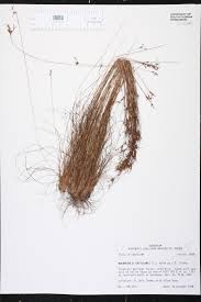 Image result for Bulbostylis sp.no.6