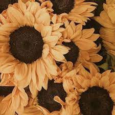 Sweet creature (harry styles 2017) harry styles. Stream Sunflower Vol 6 Harry Styles By Ella Listen Online For Free On Soundcloud