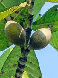 Image result for Gardenia imperialis