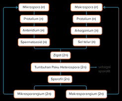 Tumbuhan paku dan protalium c. Pergiliran Generasi Pada Pteridophyta Tahap Meios