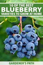 Shop trees, shrubs, bulbs & more. Top 10 Blueberry Varieties To Grow At Home Gardener S Path