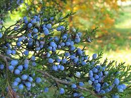 This fruit resembles a berry but is actually a cone made of fused cone scales. The Vineyard Gazette Martha S Vineyard News Feeling Blue