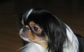 Dog cancer awareness and sharing of information among us of things that help. Symptoms Of Nose Cancer In Dogs Dogs Health Problems