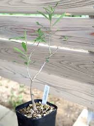 Image result for Euphorbia matabelensis