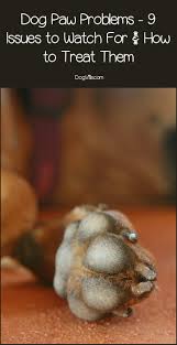 The dog flu (medically termed canine influenza) is an infection that can be passed from dog to dog. Dog Paw Problems 9 Issues To Watch For How To Treat Them
