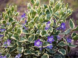 Vinca An Easy Multipurpose Flower Plant For Treillis Pots Ground Cover Too