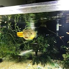 Murphy Says Hello Pufferfish Aquariumcoop Rarefish Rare Fish Puffer Fish Freshwater Fish