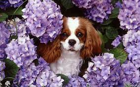 Check spelling or type a new query. Purple Dog Wallpapers Top Free Purple Dog Backgrounds Wallpaperaccess