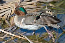 Maybe you would like to learn more about one of these? Teal Wikipedia