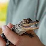 Conservation Conversation and Wildlife Encounters