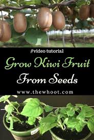The optimal climate for planting orange trees is in temperate and. Grow A Kiwi Fruit From Seed Easy Video Instructions Kiwi Growing Growing Fruit Trees Growing Vegetables