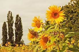 Link download himpunan contoh gambar sketsa gambar bunga matahari dalam pot kata kata bijak. 5 Arti Dan Filosofi Bunga Matahari Yang Indah