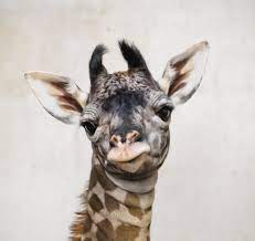 Baby Makes Four For Greenville Zoo S Masai Giraffe Family The State
