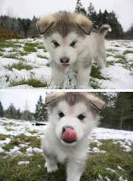 Alaska cuenta con numerosas bibliotecas que reúnen importantes fondos para la investigación local. Pin By Sandro Tim Beta On Cute Cute Animals Cute Dogs Malamute Puppies