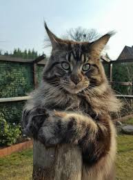 My dream kitten make the perfect first pet for your child. Pin On Katzen Cats Chats Gatos Gathinos
