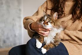 How to care for long haired cats, the best long haired cat brushes, and the most popular long haired cat breeds. 10 Domesticated Cat Breeds That Are The Largest