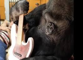 Résultat de recherche d'images pour "chimpanzee nipple"