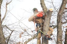 About Our Tree Service In Dearborn Mi 48124