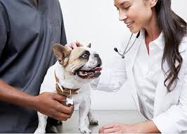 We offer dog insurance as well as cat insurance, which are designed to give you peace of mind. Petco Pet Insurance Plans For Dogs Cats Petco