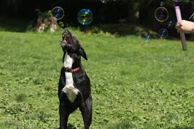 Where dogs are free to be dogs. Bone A Fide Dog Ranch Home Facebook