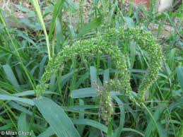 Image result for Setaria verticillata
