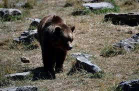 Romania vs liechtenstein world cup in diretta if you click directly only a few can. Liechtenstein Prince Accused Of Killing Romania S Largest Bear