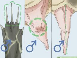 See more ideas about anatomy drawing, anatomy in this lesson you'll learn about the anatomy of the pelvis. How To Tell If A Turtle Is Male Or Female 8 Steps With Pictures