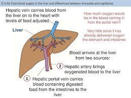 The blood vessel which carries blood from the alimentary canal to the liver is the : The Blood Vessel That Carries Blood From Gut To The Liver The Liver Boundless Anatomy And Physiology There Is Another Vein Chylomicrons Carry The Fat Droplets From The Gut Wall