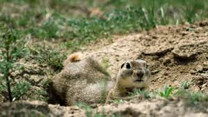 However, the good news is that so, if you are the one who is being pestered by these creatures, get out and get these plants now in your garden. How To Effectively Get Rid Of Gophers No Shovel Required