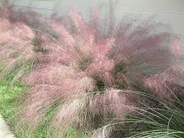 Free shipping on orders over $99 with arrive alive guarantee from the tree center. Muhly Grass University Of Florida Institute Of Food And Agricultural Sciences