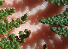 Image result for Cheilanthes similis