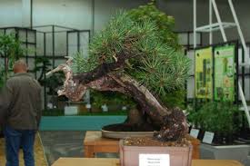 Gefällt 402 mal · 34 waren hier. Internationale Gartenschau Hamburg Bonsai Im Norden