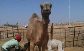 Writing assignment write a text to give advice how to do well in a test. Camel Gives Birth To Rare Twins In Saudi News Region Emirates24 7