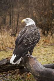 animaux et oiseaux photo animaux photo aigle