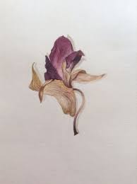 Dry Orchid Dried Flowers Orchids Abstract Artwork