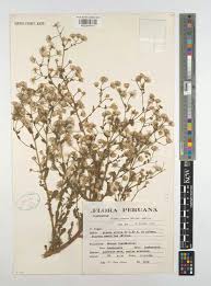 Image result for Pseudoconyza viscosa