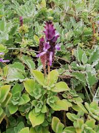 Image result for Coleus neochilus