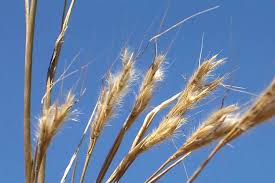 Image result for Andropogon gayanus