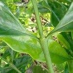 Image result for Colletoecema tortistilum