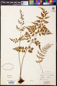 Image result for Asplenium barteri