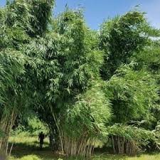 Image result for Oldeania alpina