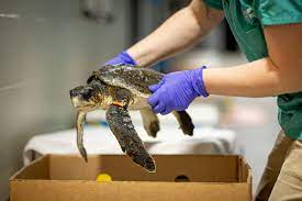 Cold-Stunned Sea Turtle Frequently Asked Questions - New England Aquarium