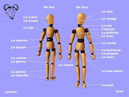 Les Parties Du Corps Learn French Teaching French French Vocabulary