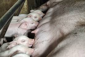 Fourteen of 20 pig's blood samples sent to the united kingdom tested positive for african swine fever or asf, agriculture secretary william dar said monday, as he assured the public that measures were in place to contain the disease. Philippines Confirms African Swine Fever Caused Pig Deaths Bloomberg