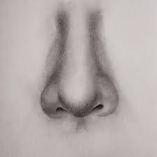 Its easier to see shadows this way without interference from the brain. How To Draw Nose Front View Lov4arts Easy Drawing Techniques