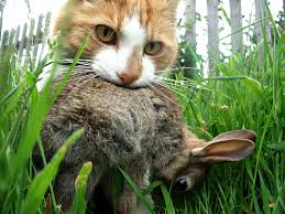 Most (but not all) stray cats are feral, which means it is highly unlikely they'd ever be socialized enough to live indoors with humans. That Cuddly Kitty Is Deadlier Than You Think The New York Times