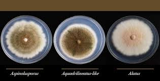 O que é o fungo preto. Pesquisadores Descobrem Fungo Hibrido Envolvido Em Infeccoes Pulmonares Agencia Fapesp